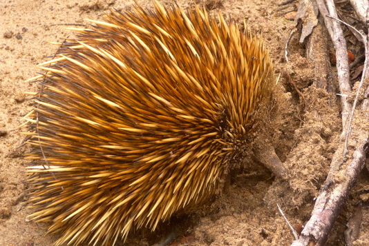 J.J. Johnson, Author - Other Things I Do - Love All Echidnas Everywhere, Always!