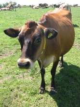 Hannah Bramble was a real cow :: J.J. Johnson, Author :: Frequently Asked Questions (image from Creative Commons)